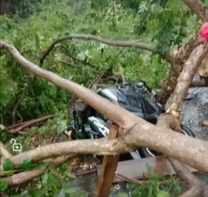 Hujan Deras Disertai Angin Kencang, Pohon Tumbang dan 1 Unit Sepeda Motor Tertimpa Pohon